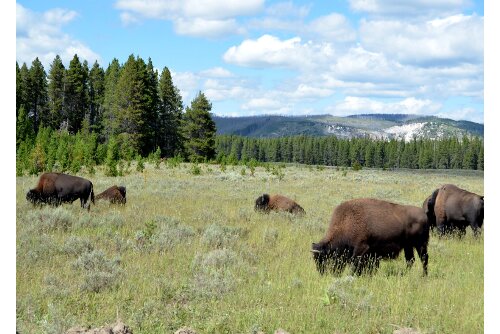 Bison in Yellowstone National Park.