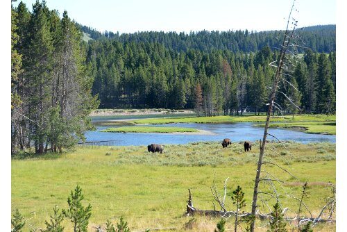 More bison in Yellowstone National Park.