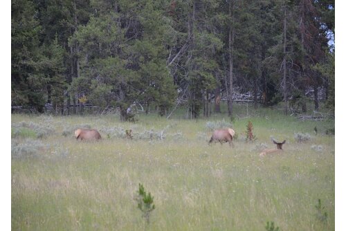 A herd of female elk.