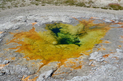 A small thermal spring in Yellowstone National Park.