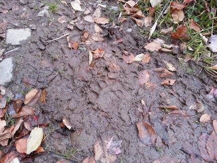 Bear tracks in the mud.