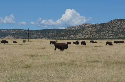 A herd of buffalo on Ted Turner's Vermejo Park Ranch.