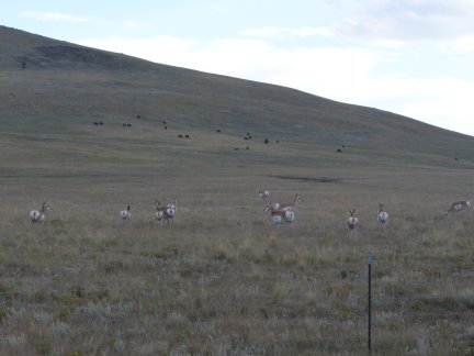 Pronghorm antelope near Raton, NM.